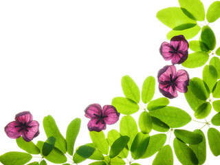 spring leaves and flowers