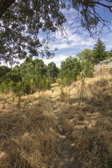 path through the woods with dog walking