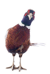 male pheasant