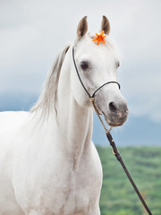 portrait of white amazing arabian stallion with orange flower