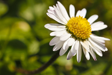 Fototapeta premium Fiore