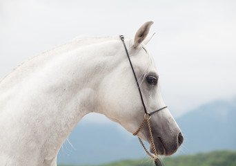 portrait of white wonderful purebred arabian stallion
