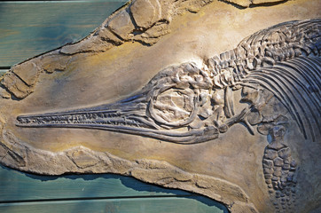 ichtyosaurus fossil © Sarka