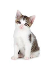 Cute kitten on a white background.