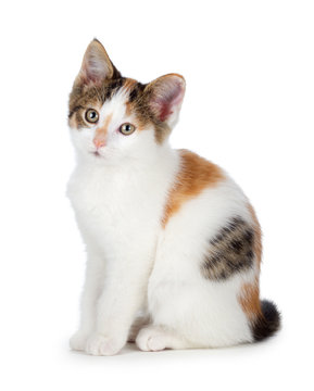 Cute calico kitten on a white background.