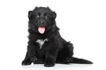 German shepherd puppy