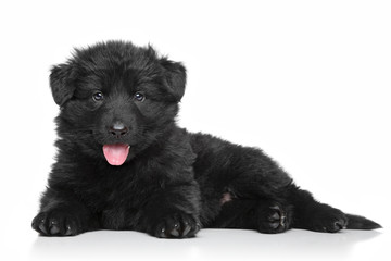 German shepherd puppy