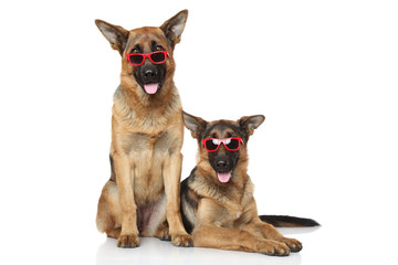 Obraz premium Funny German Shepherd dogs in sunglasses