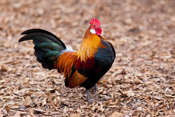 Beautiful Rooster.