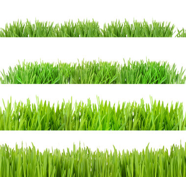 Collage of green grass isolated on white