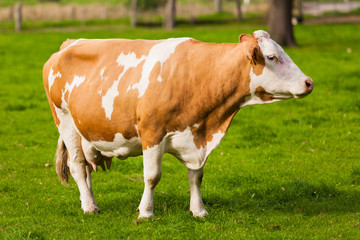 Fototapeta na wymiar Cows on meadow. Grazing calves
