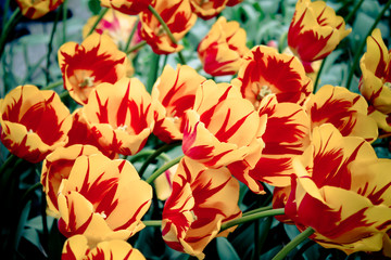 beautiful tulips. spring flowers