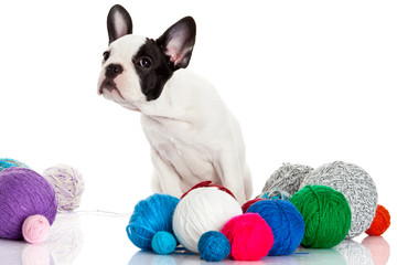 French Bulldog  puppy with a wool balls isolated on white backgr
