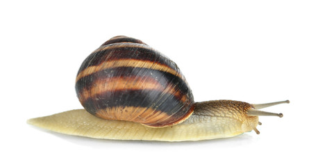 Snail isolated on white