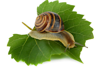 Snail on leaf isolated on white