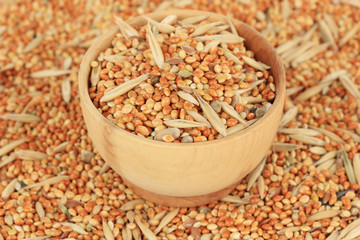 Food for parrots close-up