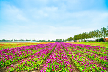 Fototapeta na wymiar Tulipan kwiaty pole wiosną. Holland i Holandii.
