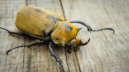 Elephant Beetle