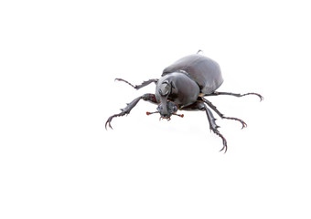 rhinoceros beetle