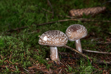 Forest and fungus