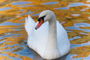 white swan