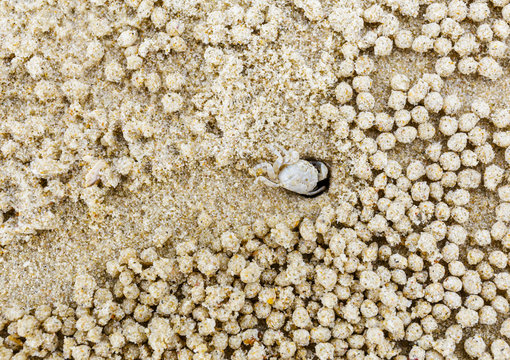 Small white crab moving sand balls