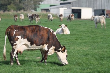 vache normande