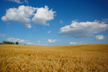 Landscape with grove and field of wheat