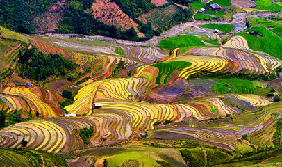 Terrasvormige rijstvelden