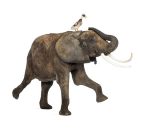 African elephant performing with a crested duck on its back