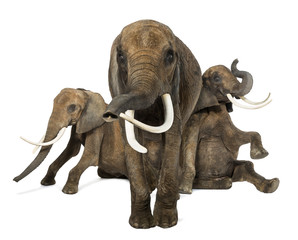 Front view of three African elephants performing, isolated