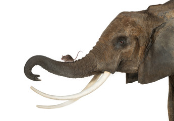 Close-up of a mouse standing on an elephant's trunk, isolated