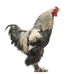 Side view of a Brahma Rooster crowing, isolated on white