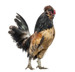 Side view of a Rooster, isolated on white