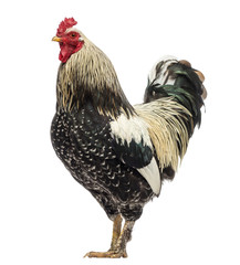 Side view of a Brahma rooster, isolated on white © Eric Isselée