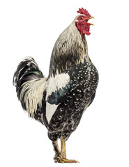 Side view of a Brahma rooster, isolated on white