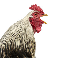 Close up of a Brahma rooster crowing, isolated on white