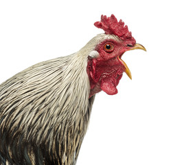 Close up of a Brahma rooster crowing, isolated on white © Eric Isselée