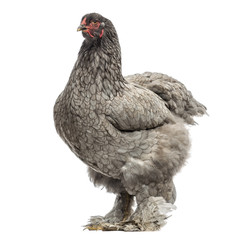Side view of a Dark Brahma hen, isolated on white