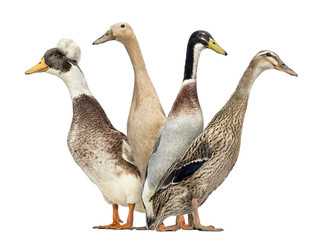 Side view of a Group of Ducks looking left and right, isolated