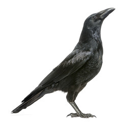 Side view of a Carrion Crow looking up, Corvus corone, isolated - obrazy, fototapety, plakaty