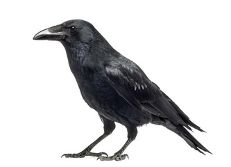 Fototapeta premium Side view of a Carrion Crow, Corvus corone, isolated on white