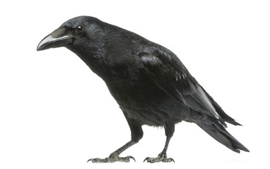 Fototapeta premium Czarnowrona z ciekawskim spojrzeniem, Corvus corone, izolowana