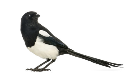 Naklejka premium Side view of a Common Magpie, Pica pica, isolated on white
