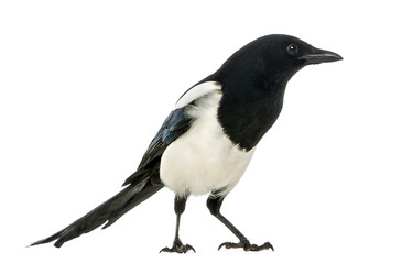 Side view of a Common Magpie, Pica pica, isolated on white