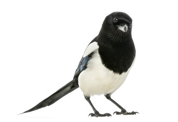 Common Magpie looking at the camera, Pica pica, isolated - obrazy, fototapety, plakaty
