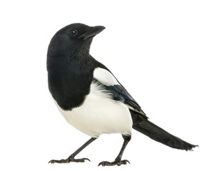 Common Magpie looking up, Pica pica, isolated on white - obrazy, fototapety, plakaty