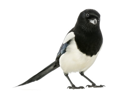 Common Magpie looking at the camera, Pica pica, isolated