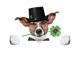lucky dog
