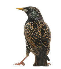 Rear view of a Common Starling, Sturnus vulgaris, isolated on wh